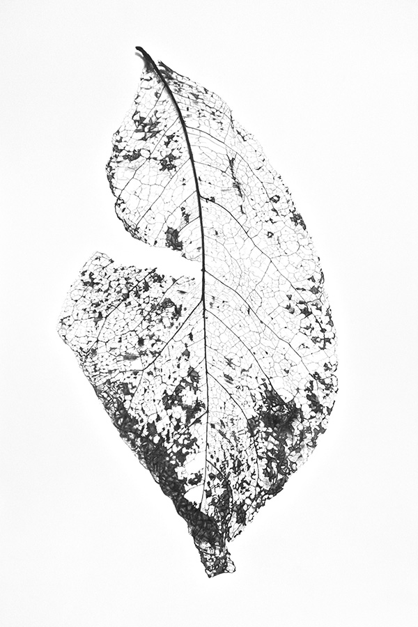 Skeleton Leaf I website